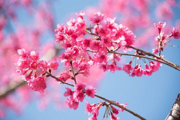 Wild Himalayan Cherry in chiang mai 