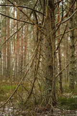 evergreen forest with spruce and pine tree under branches