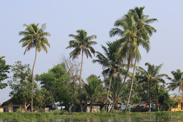 palm trees on the beach-lake