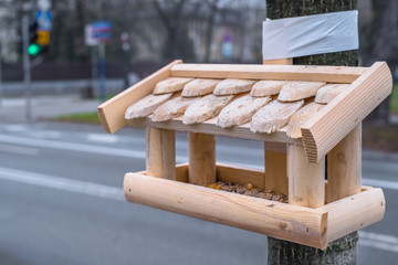 bird feeder in the city of Warsaw in Poland