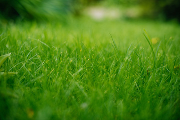 Background of a green grass. Green grass texture