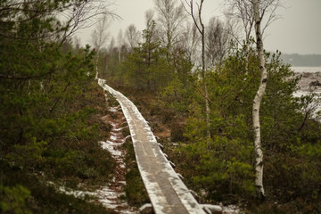 wooden plank footpath boardwalk in swamp area for recreation tourists