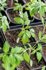 aplings of plants. Organic farming.