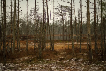 swamp landscape view with dry distant trees and first snow