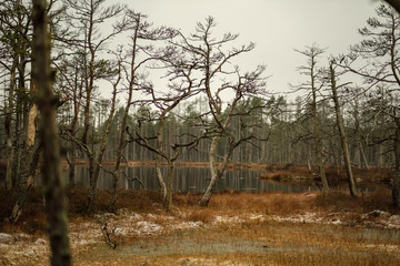 swamp landscape view with dry distant trees and first snow