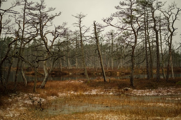 swamp landscape view with dry distant trees and first snow