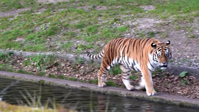 Tiger -  Panthera tigris