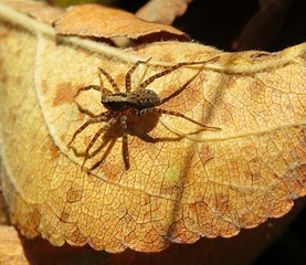 Nursery spider on yellow leaf in autumn garden, closeup