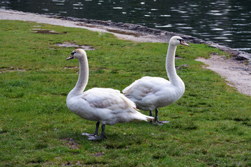 Two mute swans