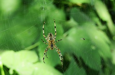 Agriope spider on a spiderweb in the garden, closeup
