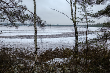 swamp landscape view with dry distant trees and first snow