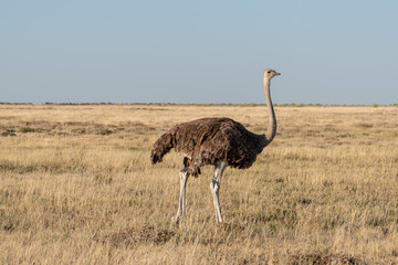 Close up of female ostrich bird in evening light walking to right on yellow grass, clear blue sky, Etosha National Park, Namibia, Africa