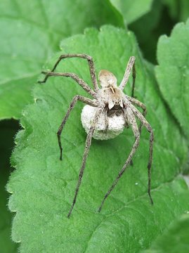 Gray spider on green leaves background 