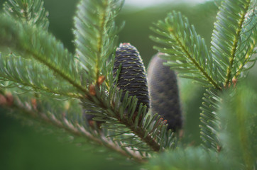 Cones of Korean Fir - Abies koreana