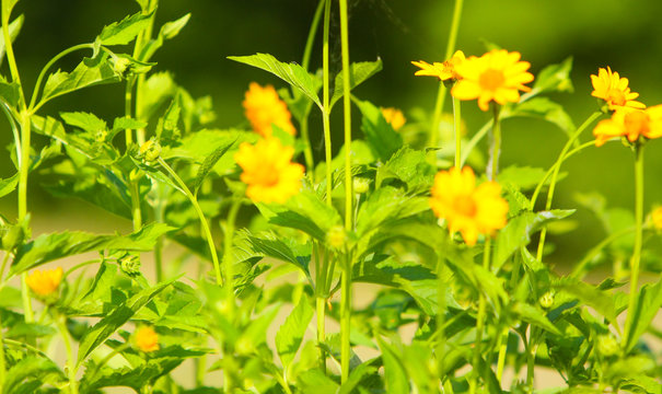 Beautiful, blurred summer background, soft focus. Elegant, delicate, yellow flowers with green leaves and stems. The concept of a blossoming glade in the open air. Horizontal image. Selective focus