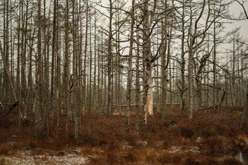 swamp landscape view with dry distant trees and first snow