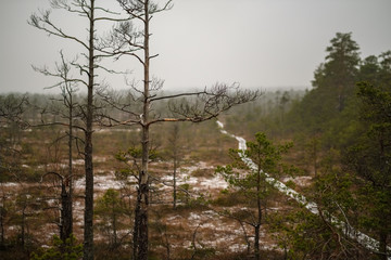 wooden plank footpath boardwalk in swamp area for recreation tourists