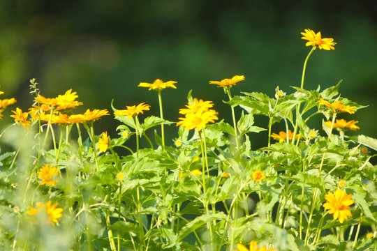 Beautiful, blurred summer background, soft focus. Elegant, delicate, yellow flowers with green leaves and stems. The concept of a blossoming glade in the open air. Horizontal image. Selective focus