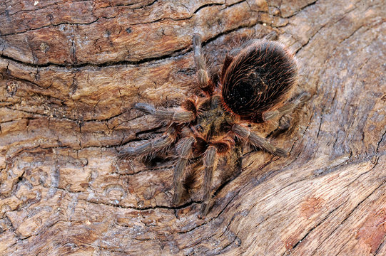 Chilenische Vogelspinne / Weibchen (Euathlus spec. pygmea) - tarantula from Chile / female