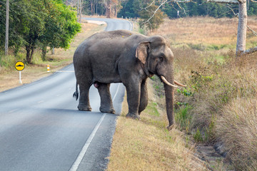 Obraz na płótnie Canvas Wild elephant.