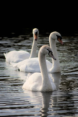 Schwanenfamilie mit jungem Schwan zieht elegant und entspannt auf einem See ihre Kreise