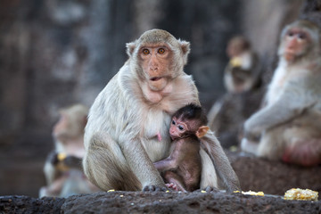 Monkey Family cute..