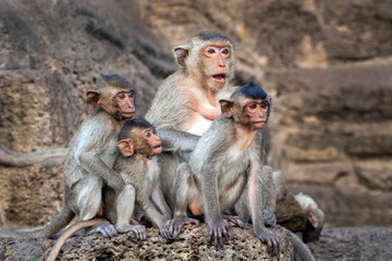 Monkey Family cute.
