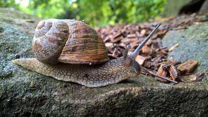 Sonnengebräunte Weinbergschnecke kehrt aus ihrem Sommerurlaub zurück
