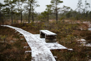 Fototapeta premium wooden plank footpath boardwalk in swamp area for recreation tourists