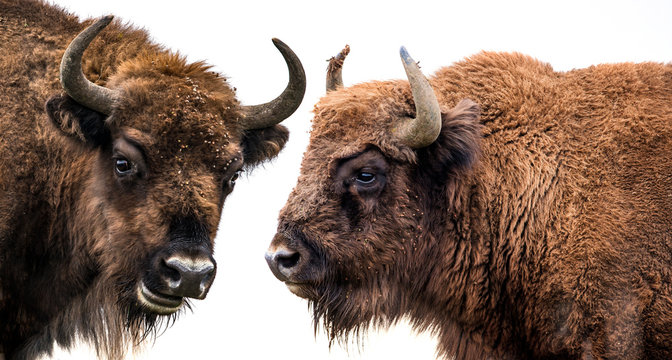 Bison bonasus - European bison - isolated on white
