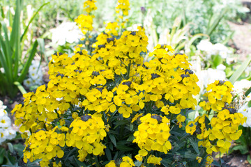 Yellow flowers