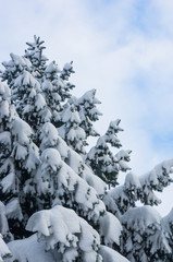 Fototapeta na wymiar Green fluffy fir tree in the snow