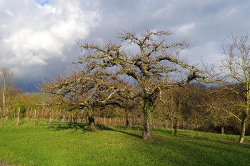 Kahler Obstbaum vor Wolken, mit Wintersonne