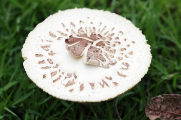 close up  texture of white mushroom background