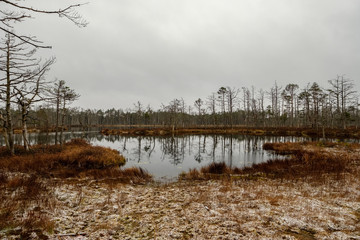 swamp landscape view with dry pine trees, reflections in water and first snow