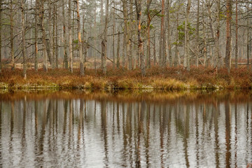 Fototapeta na wymiar swamp landscape view with dry pine trees, reflections in water and first snow