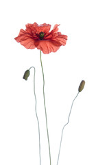 red poppy isolated on white background