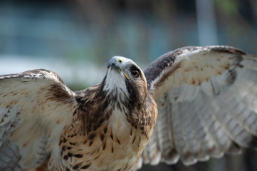 The isolated portrait of hawk