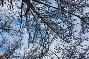 snow-covered branches and trees in the city park