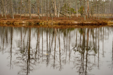 swamp landscape view with dry pine trees, reflections in water and first snow