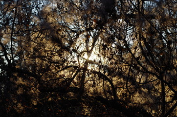 Naklejka premium Herbstliche Hecke von Sonne durchleuchtet
