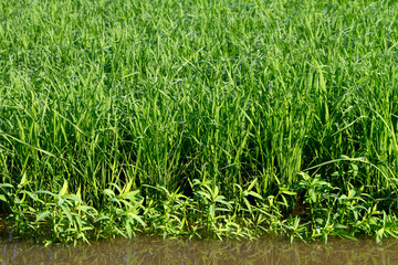 Green rice in the field rice background
