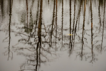 swamp landscape view with dry pine trees, reflections in water and first snow