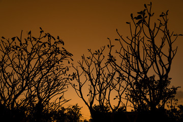 Silhouette of tree branches.