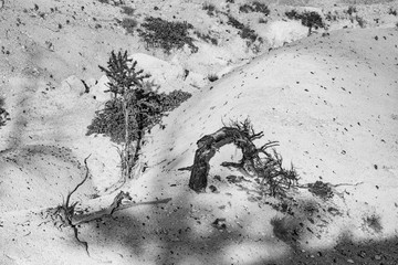 beautiful landscape in Bryce Canyon with magnificent Stone formation, old tree on sandstone...