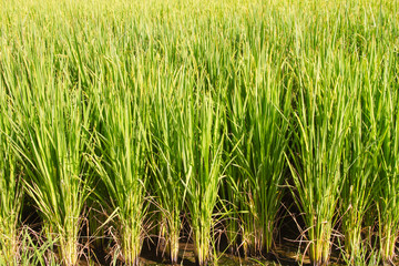 he green paddy field in the countryside.