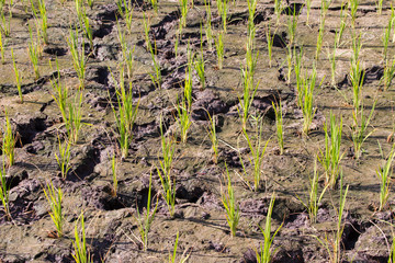 Cracked dried land of rice field