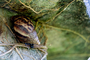 Snail under the cement to dodge the sun.