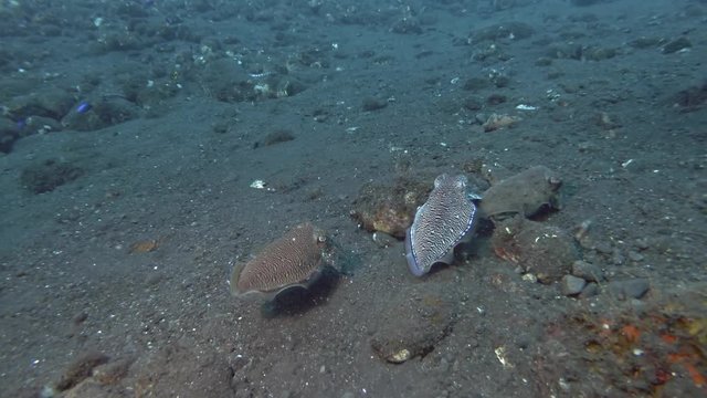 Mating season Cuttlefish, three  Cuttlefish swim over  black volcanic sand. Pharaoh Cuttlefish - Sepia pharaonis, Bali, Oceania, Indonesia