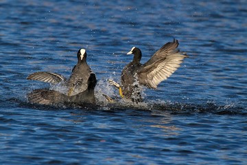 Coots at war